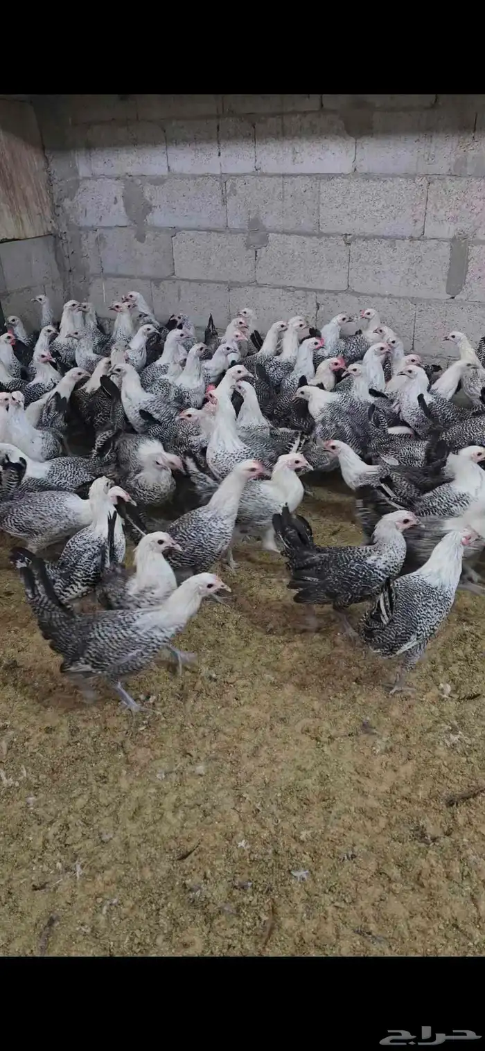 للبيع دجاج فيومي كلها دجاج باقي ان شاء الله شهر يبدا بيض 2