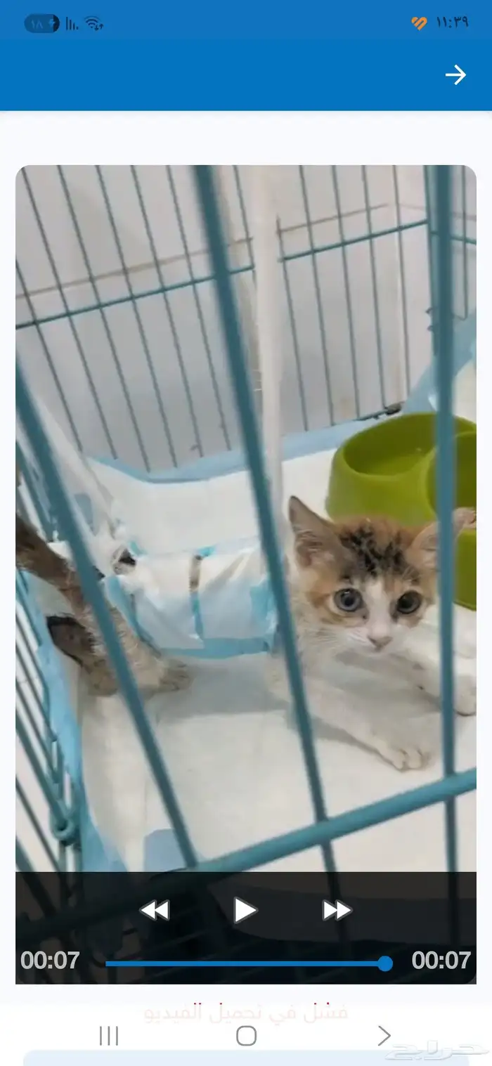 قط للتبني ( حاله خاصه ) 0