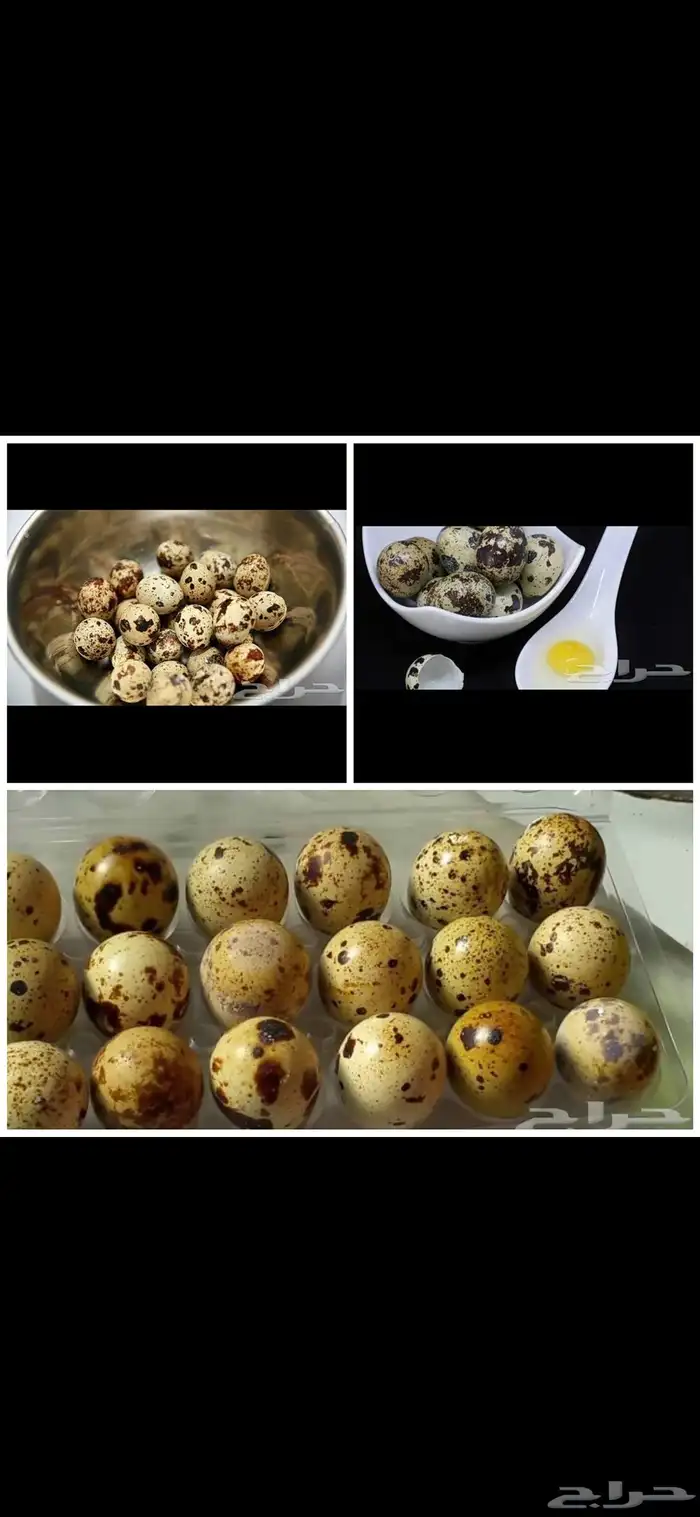 بيض سمان انتاج يومي ولله الحمد 1