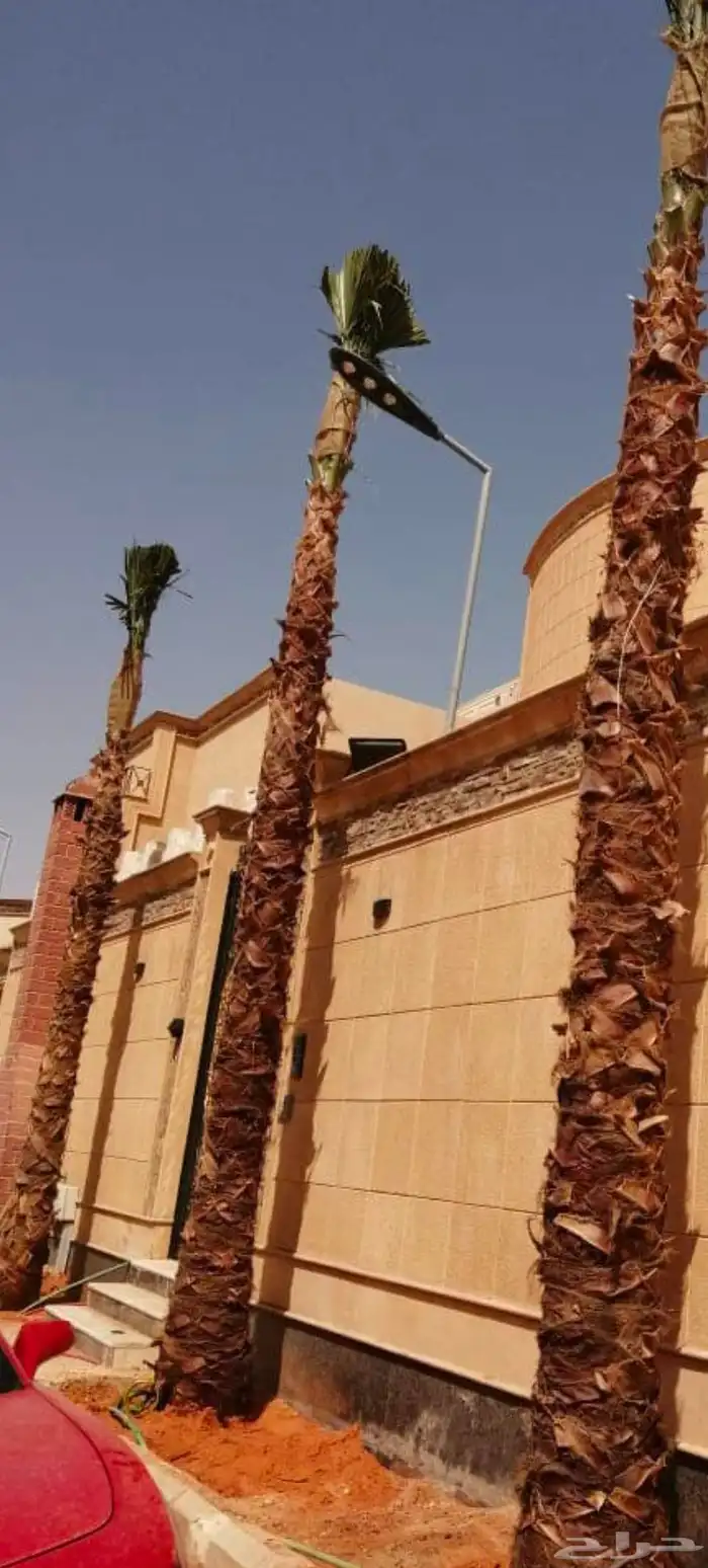 توريد وزراعه نخيل واشنطني وعربي بجميع المقاسات 4