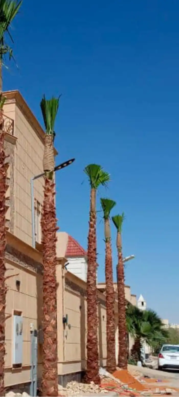 توريد وزراعه نخيل واشنطني وعربي بجميع المقاسات 5