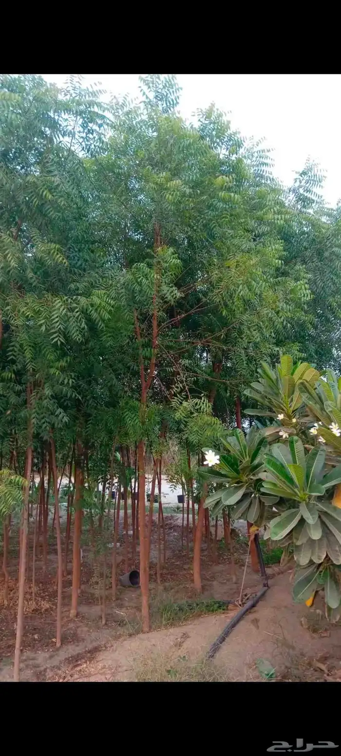 توريد وزراعه نخيل واشنطني وعربي بجميع المقاسات 2