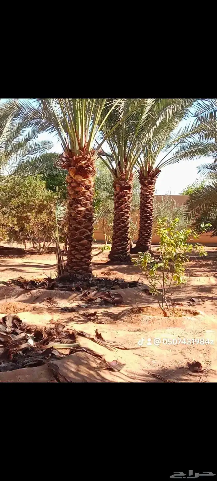 توريد وزراعه نخيل واشنطني وعربي بجميع المقاسات 1