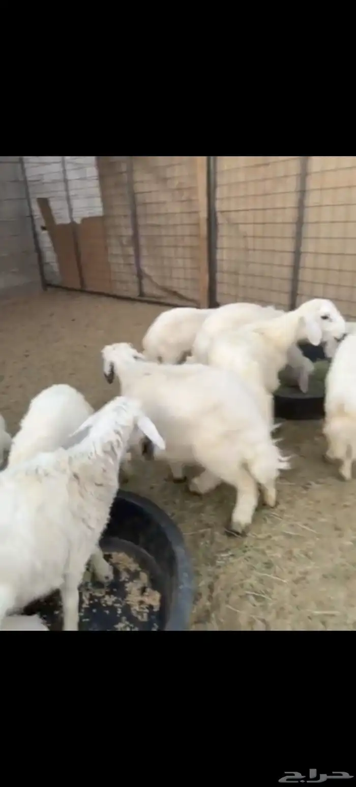 خرفان للبيع 0