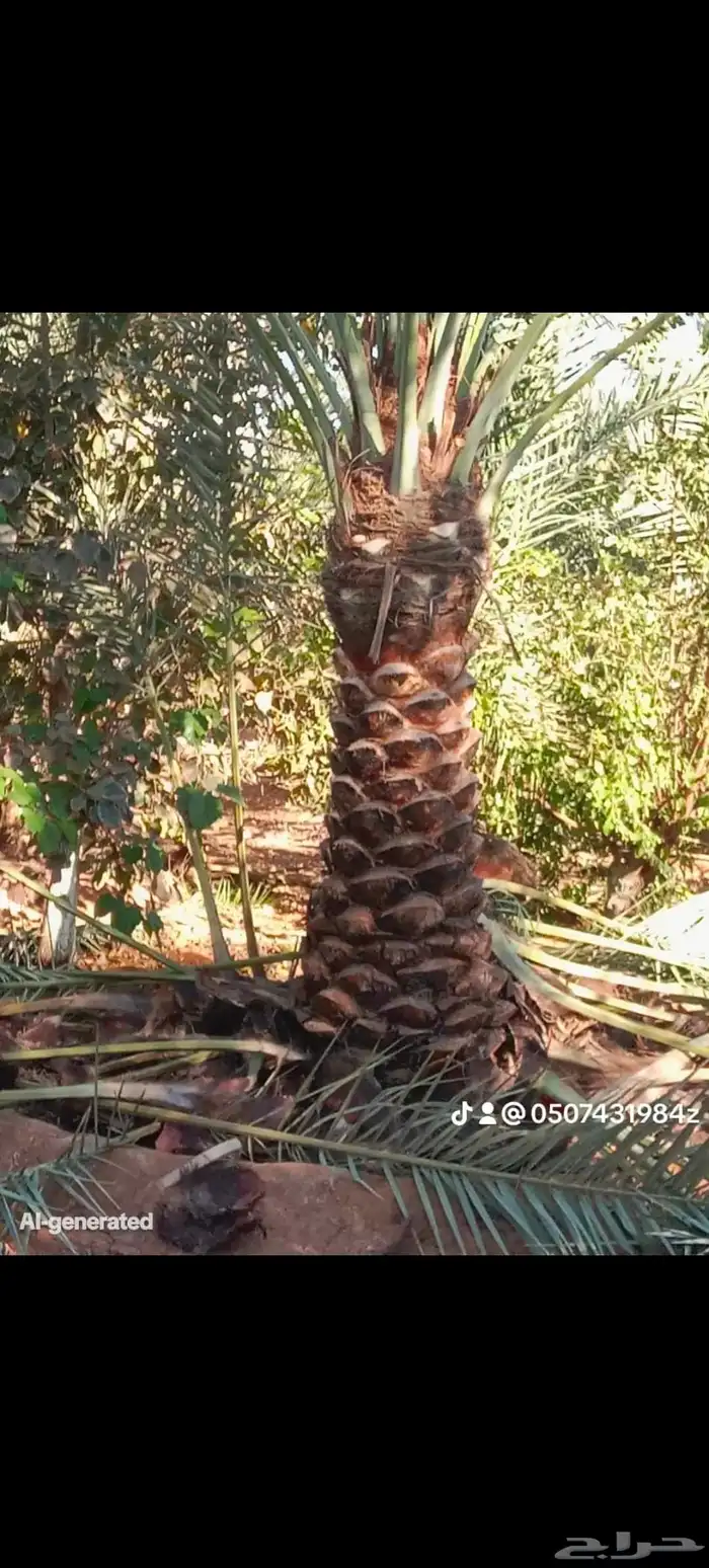 توريد وزراعه نخيل واشنطني وعربي بجميع المقاسات 0