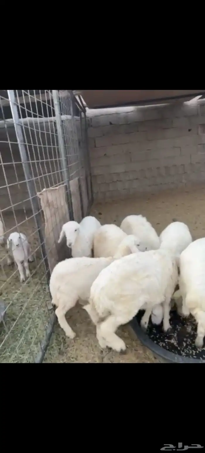 خرفان للبيع 1