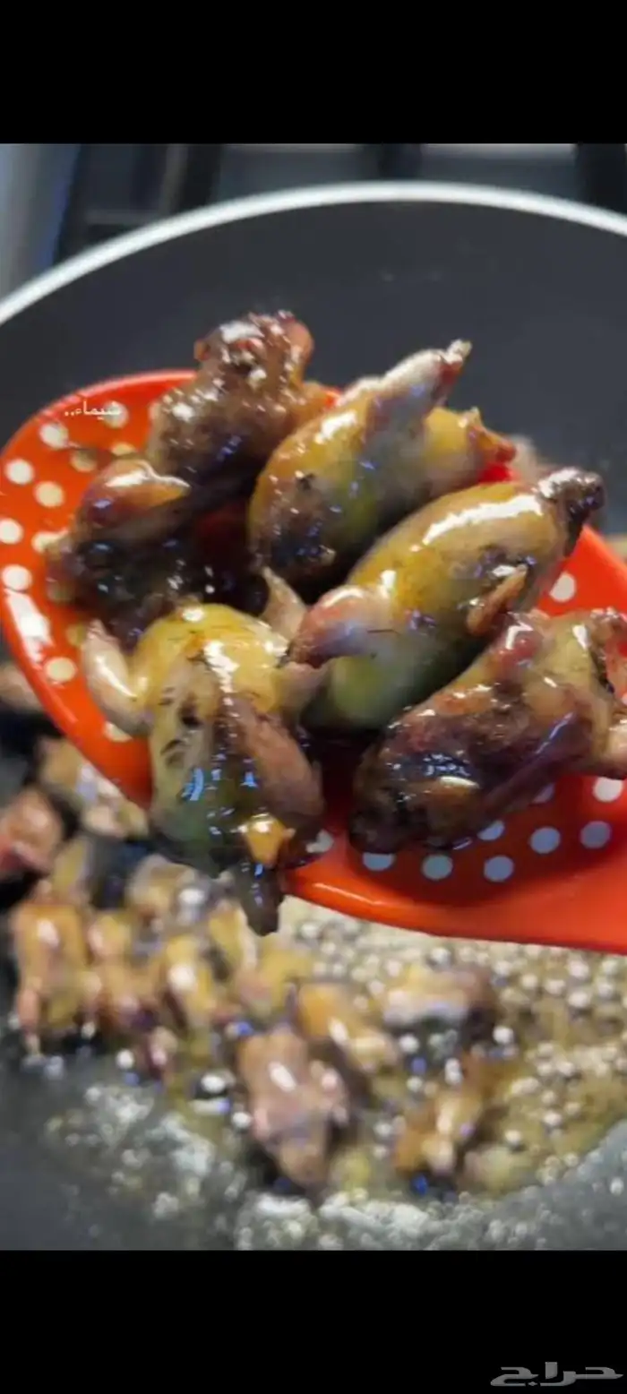 طيور شحمم ولحم عرض خاص 1