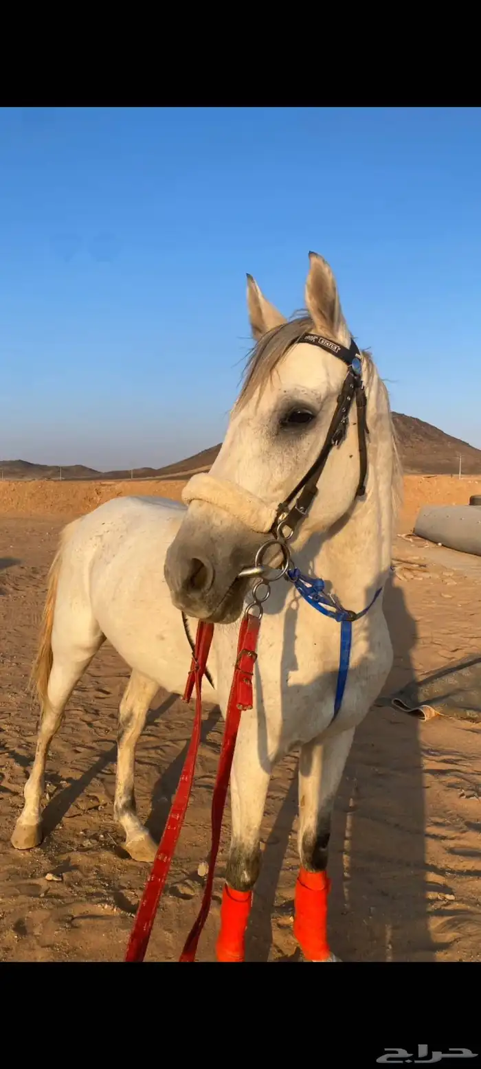 حصان عربي سباق 0