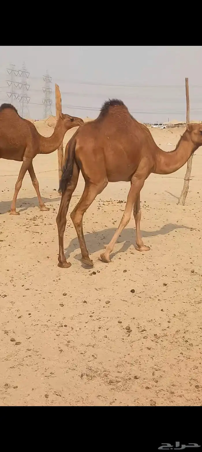 ابكار مافريد 1