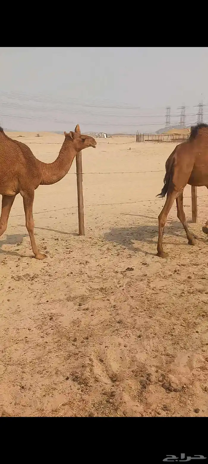 ابكار مافريد 2