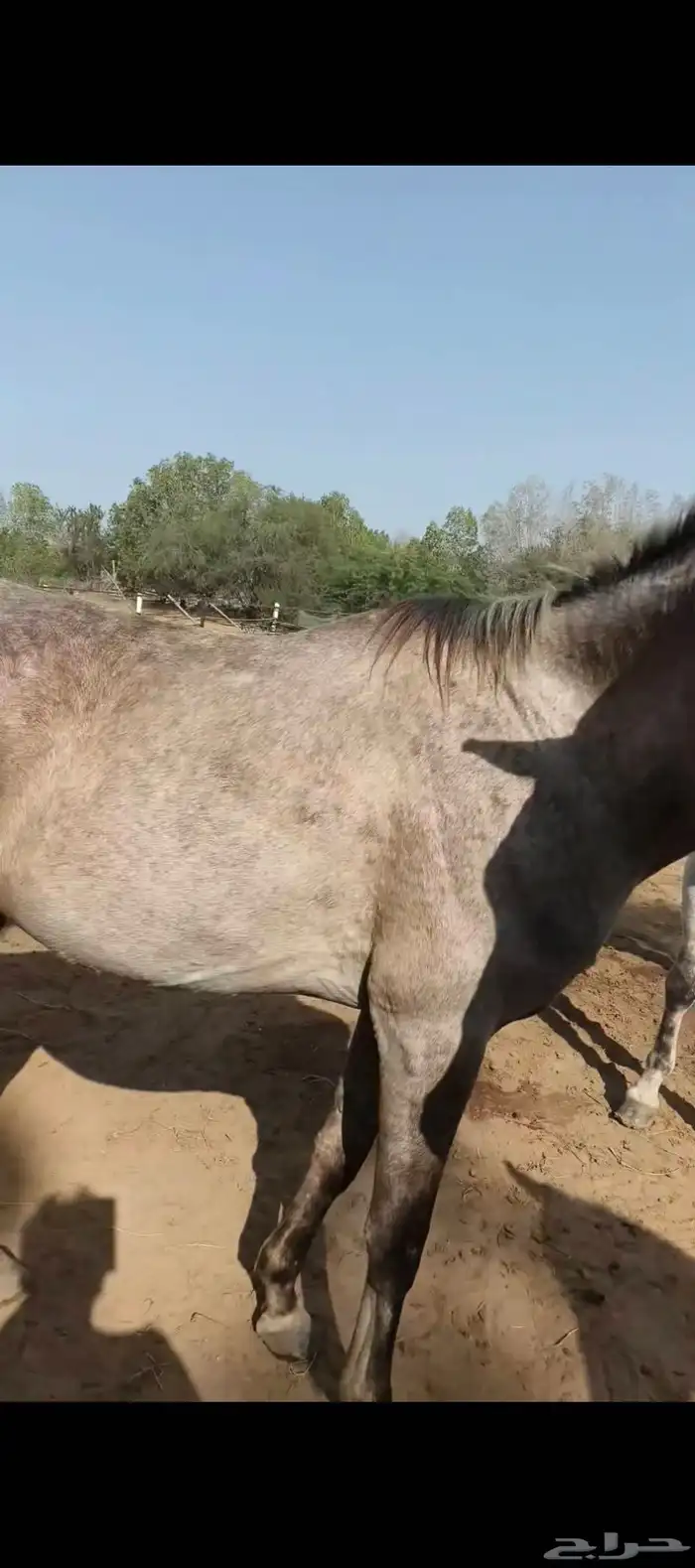 خيوال البيع 1