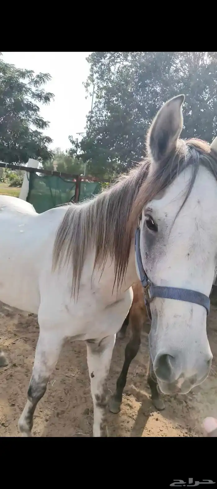 خيوال البيع 2