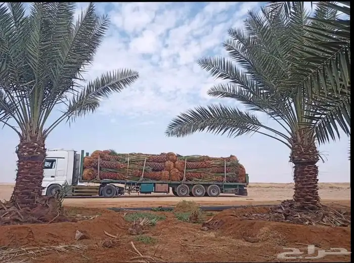 يوجد لدينا توريد جميع انواع نخيل وشبوك 4