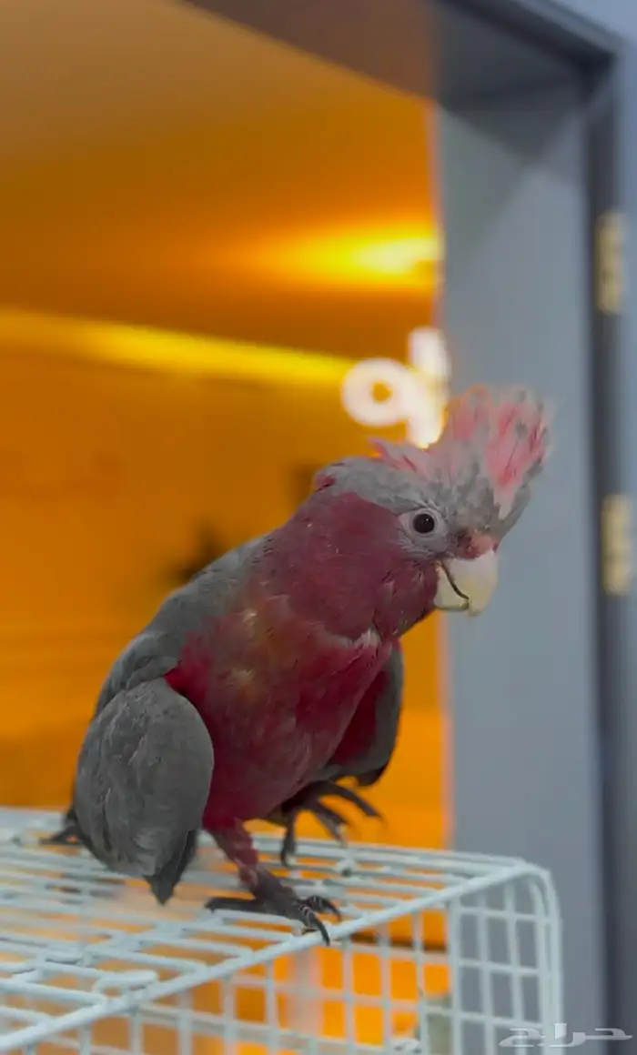 فرخ كوكاتو قالا 1