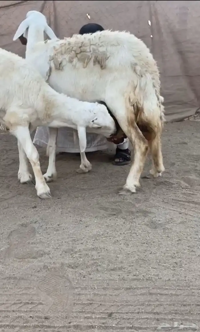 ضان دافع مع ولدها مشروع فحل 2