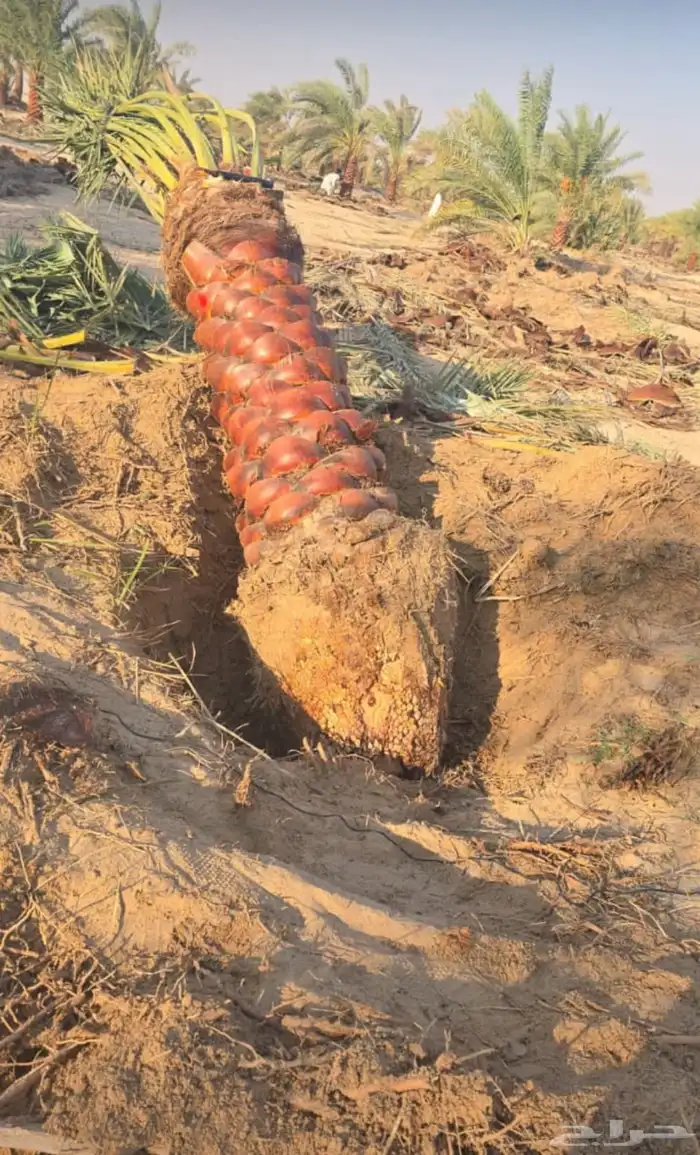 يوجدلديناجميع انواع انخيل للبيع 8