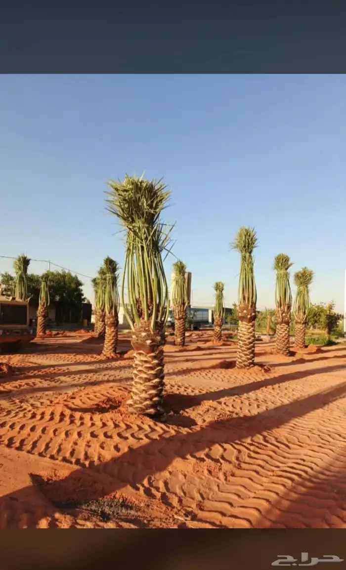 يوجدلديناجميع انواع انخيل للبيع 3