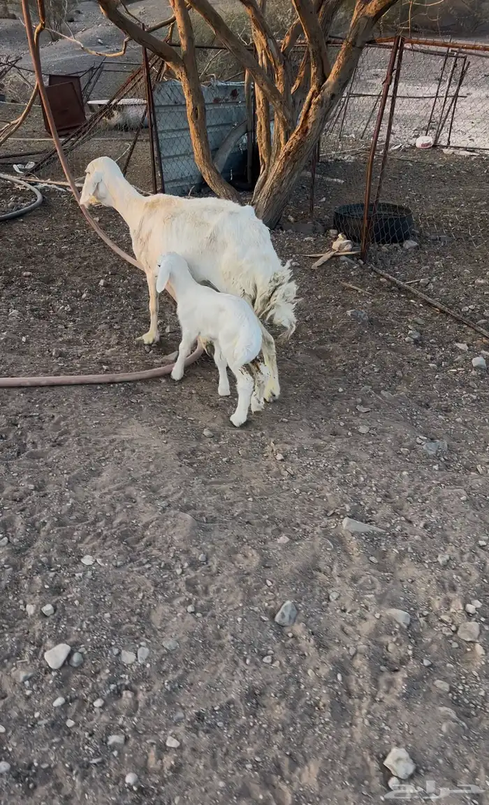 نعجه بولدها 1