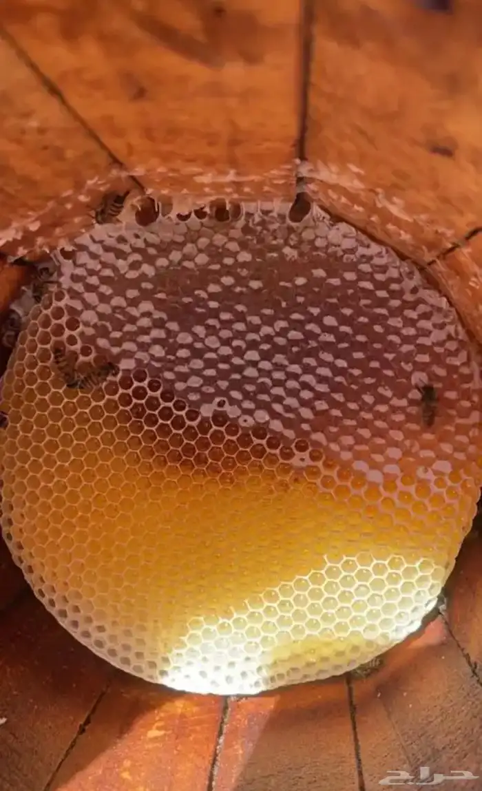 عسل سدر او سدره 1