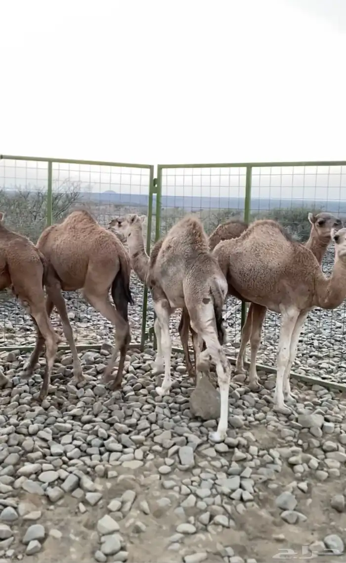 سلام عليكم 0