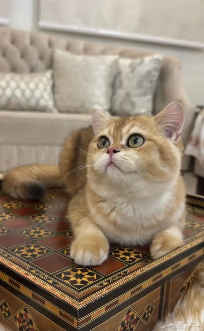 قطة وقط سكوتش 8