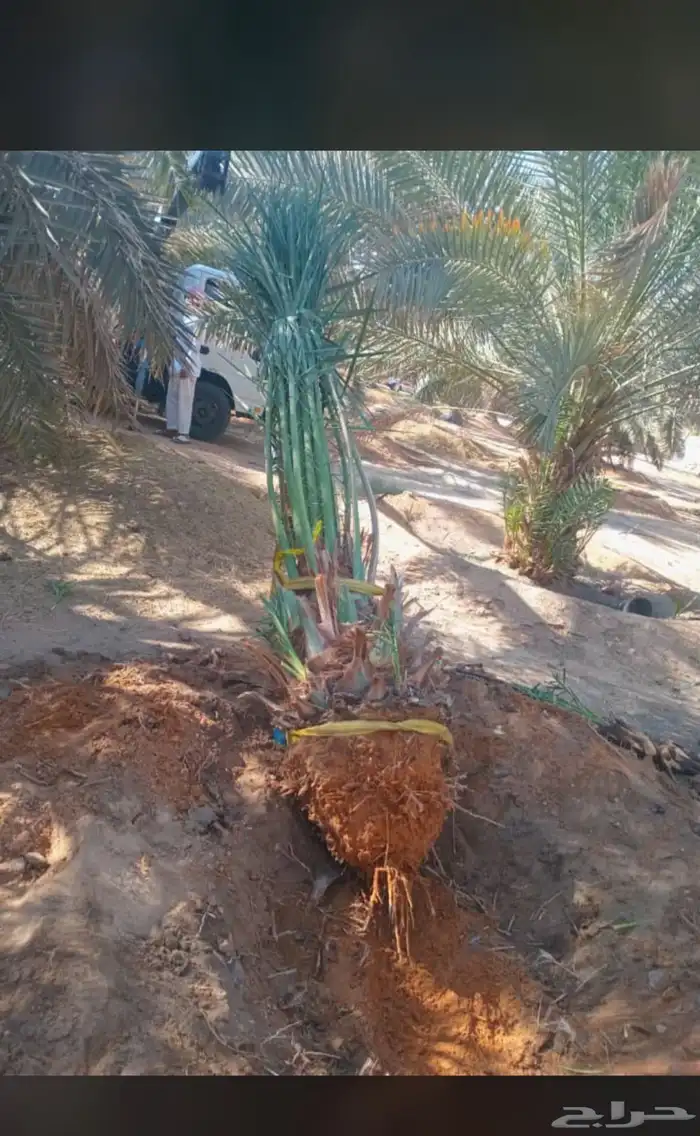 يوجدلديناجميع انواع انخيل للبيع 4