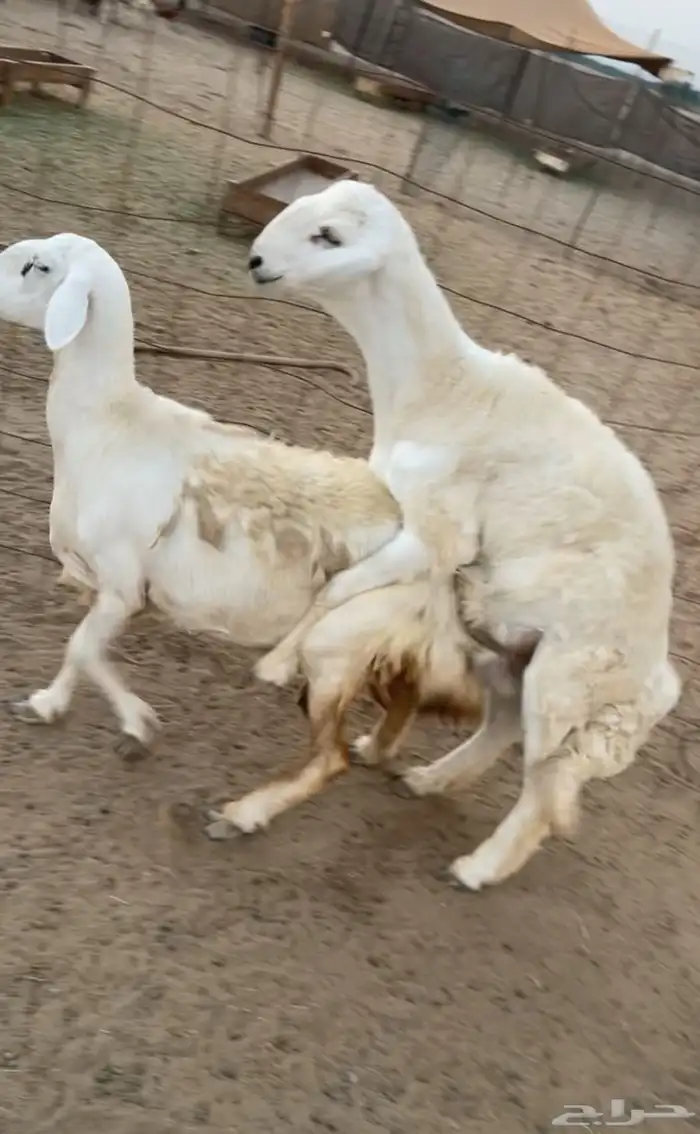 ضان دافع مع ولدها مشروع فحل 3