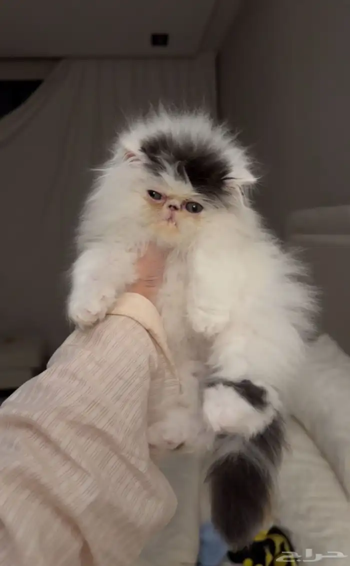 بيرشن فان بيكي فيس للبيع 2