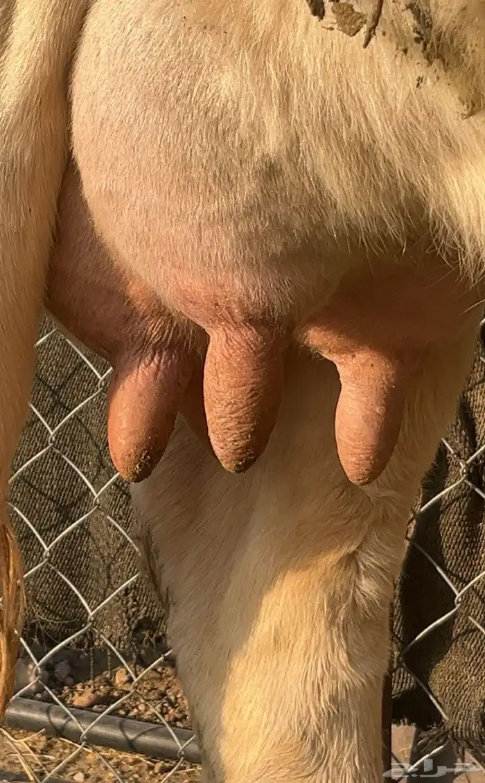 بقرة المانية عليها حسيل 3