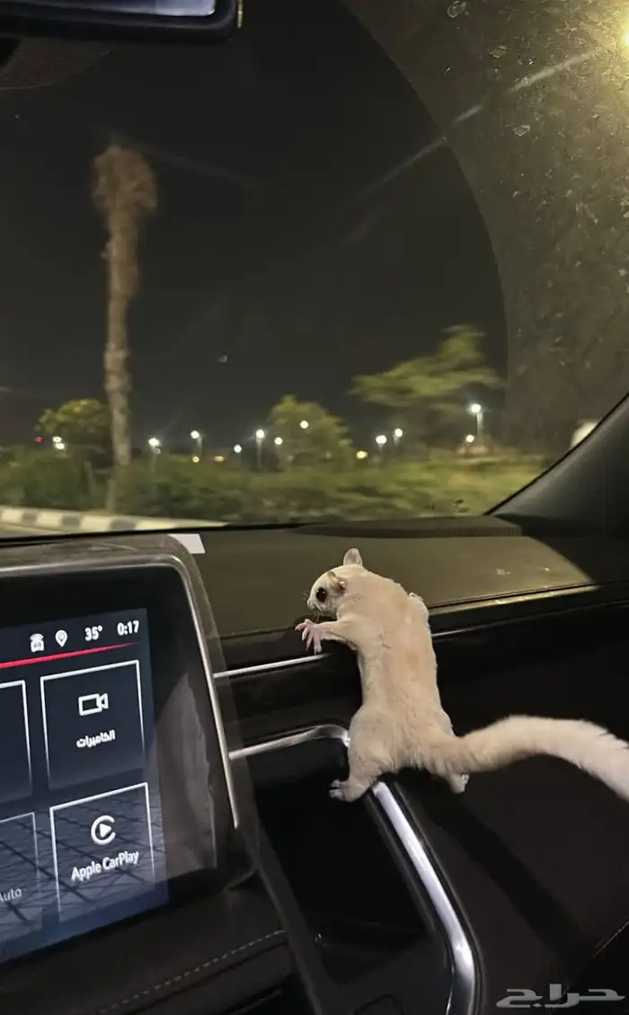 للبيع زوج سنجاب شوقر قلايدر 2