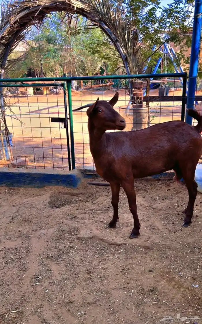 عنز جنوبيه محايليه طيب رباع تسدس 3