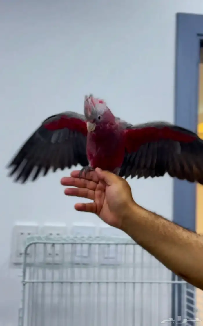 فرخ كوكاتو قالا 3