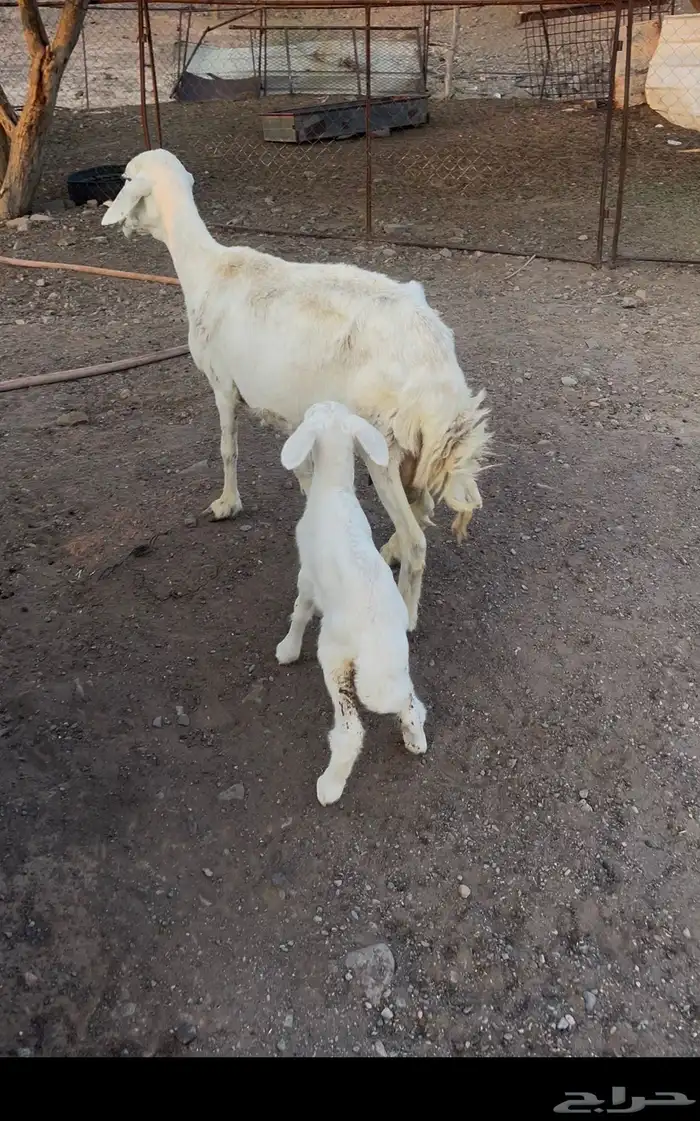 نعجه بولدها 0