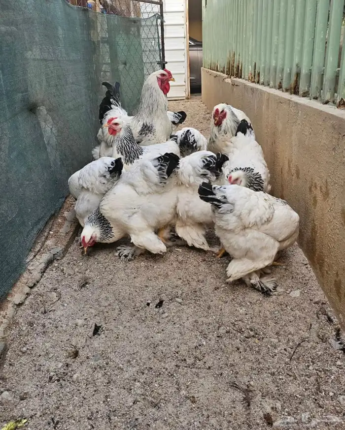 اطقم دجاج براهما منتج وبشاير 1