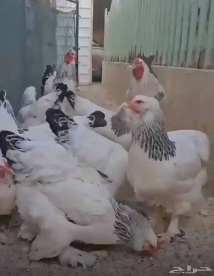 اطقم دجاج براهما منتج وبشاير 0