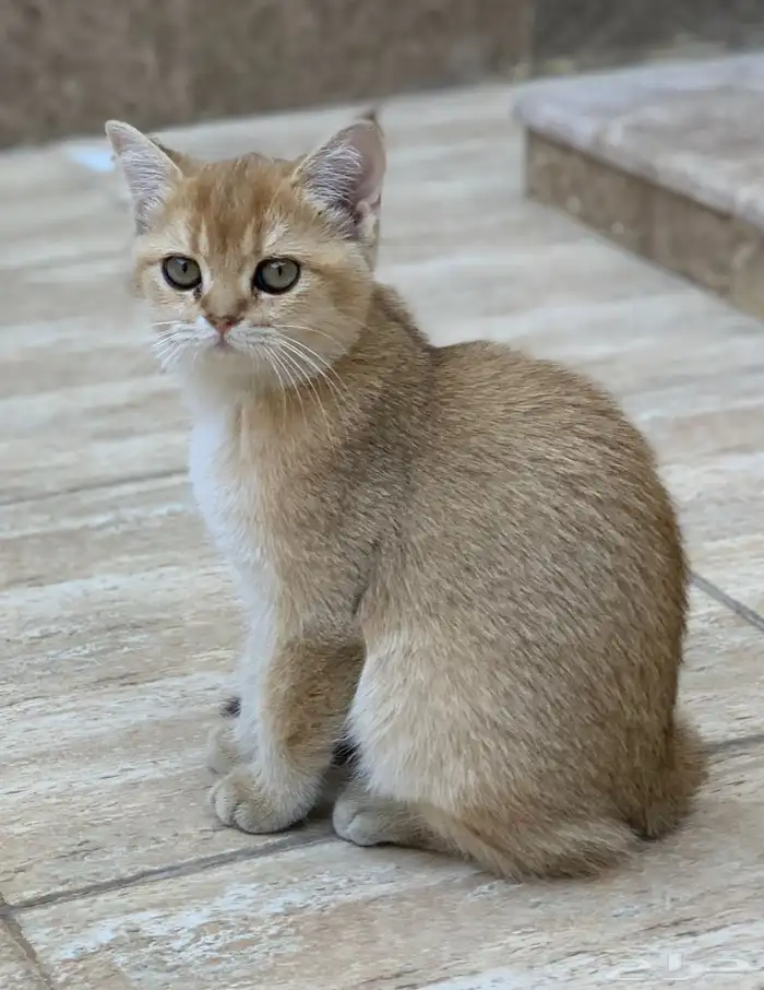 قطة سكوتش gold 2