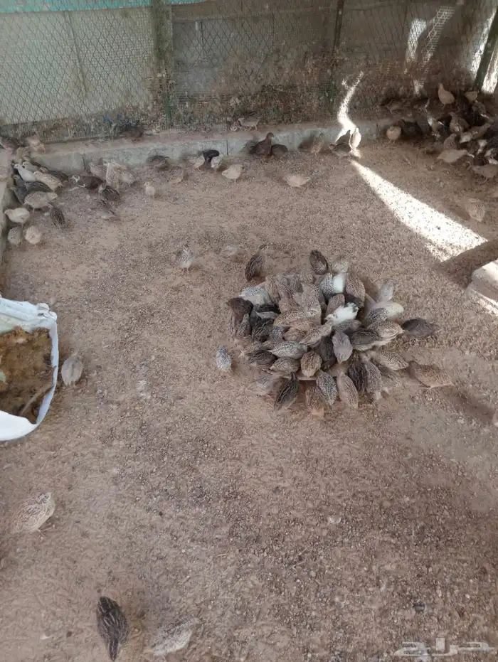 للبيع سمان ذكور 0