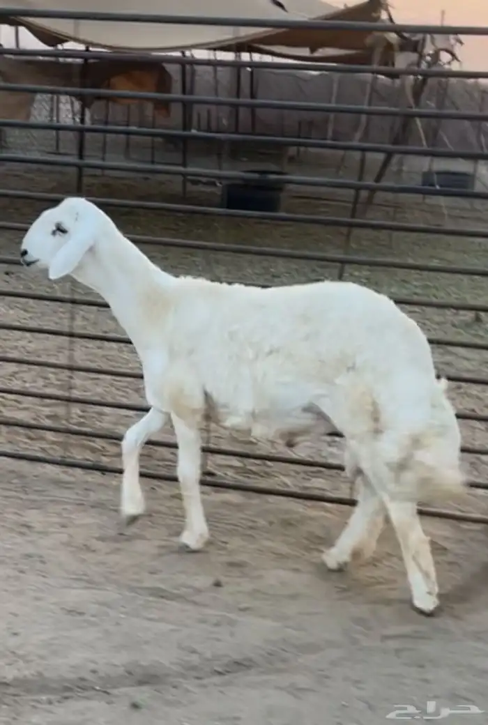 ضان دافع مع ولدها مشروع فحل 0