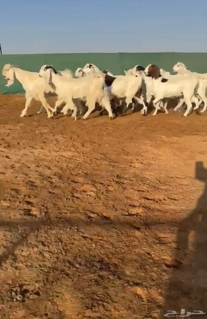 جفرات مصريات تم البيع 0