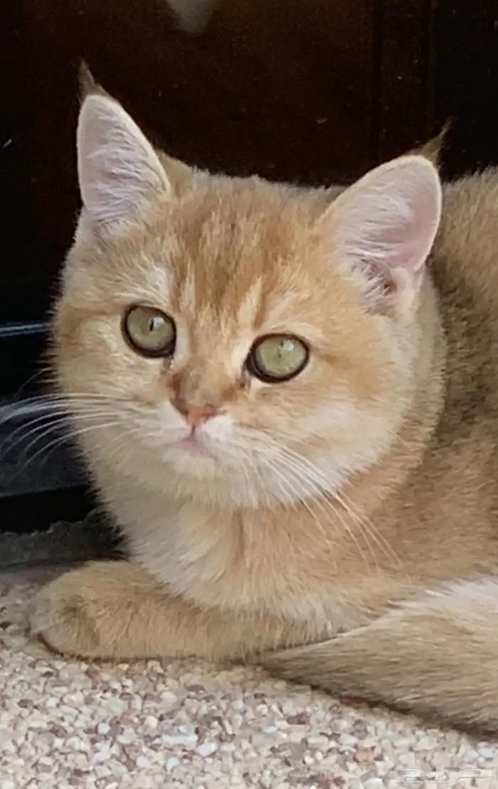 قطة سكوتش gold 0