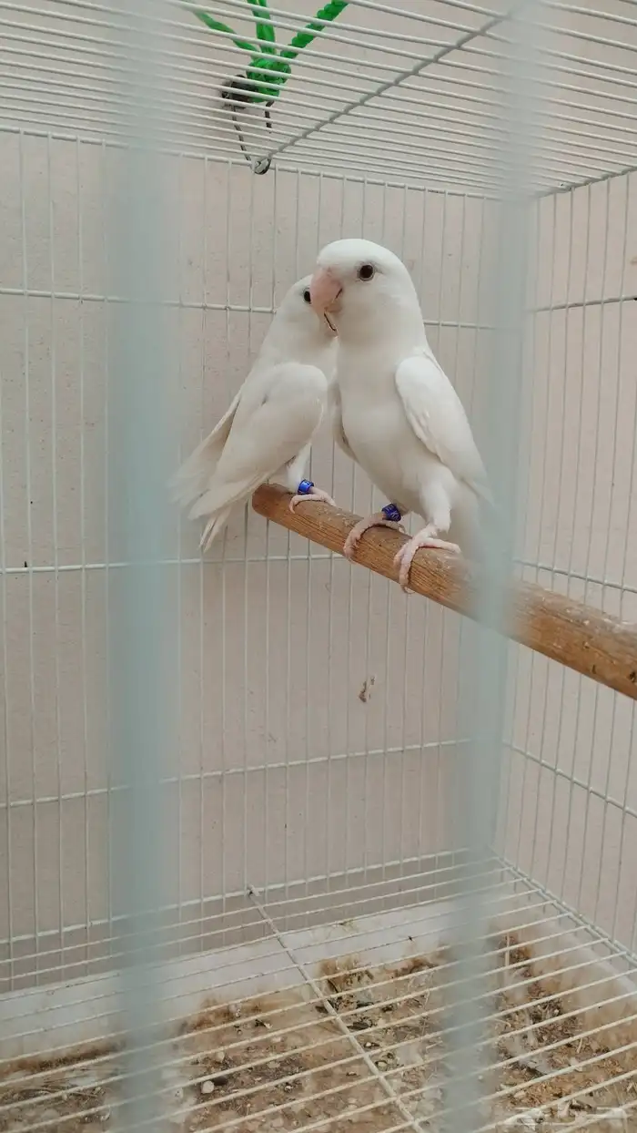 جوز روز البينو 4