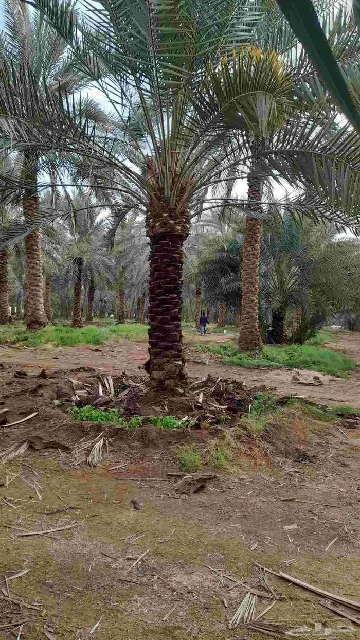 نخل مثمر اخلاص صقعي مجدول برحي نبوت نخل واشنطني زينه 1