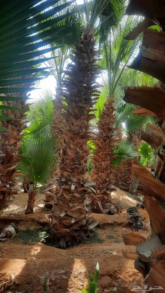 نخيل واشنطني أمريكي زينه 3