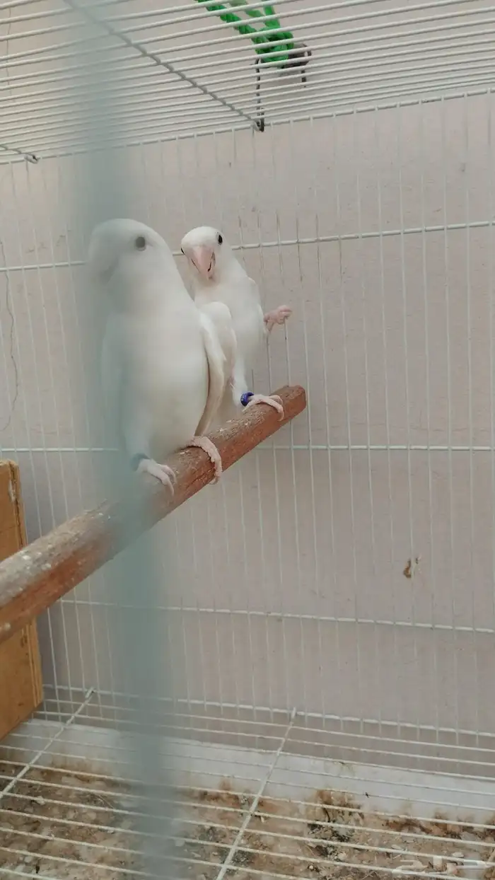 جوز روز البينو 5