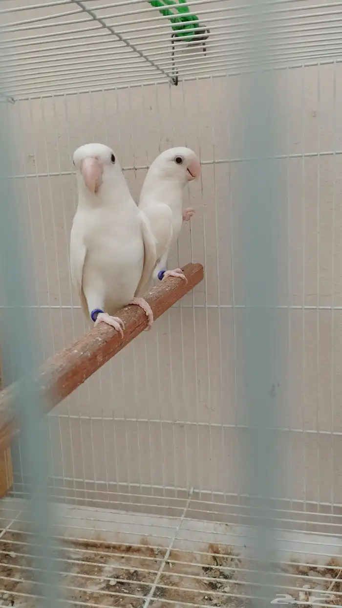 جوز روز البينو 0