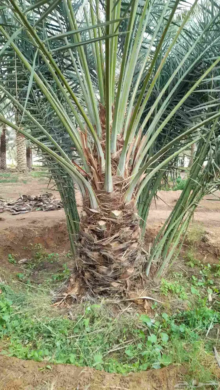 نخل مثمر اخلاص صقعي مجدول برحي نبوت نخل واشنطني زينه 0