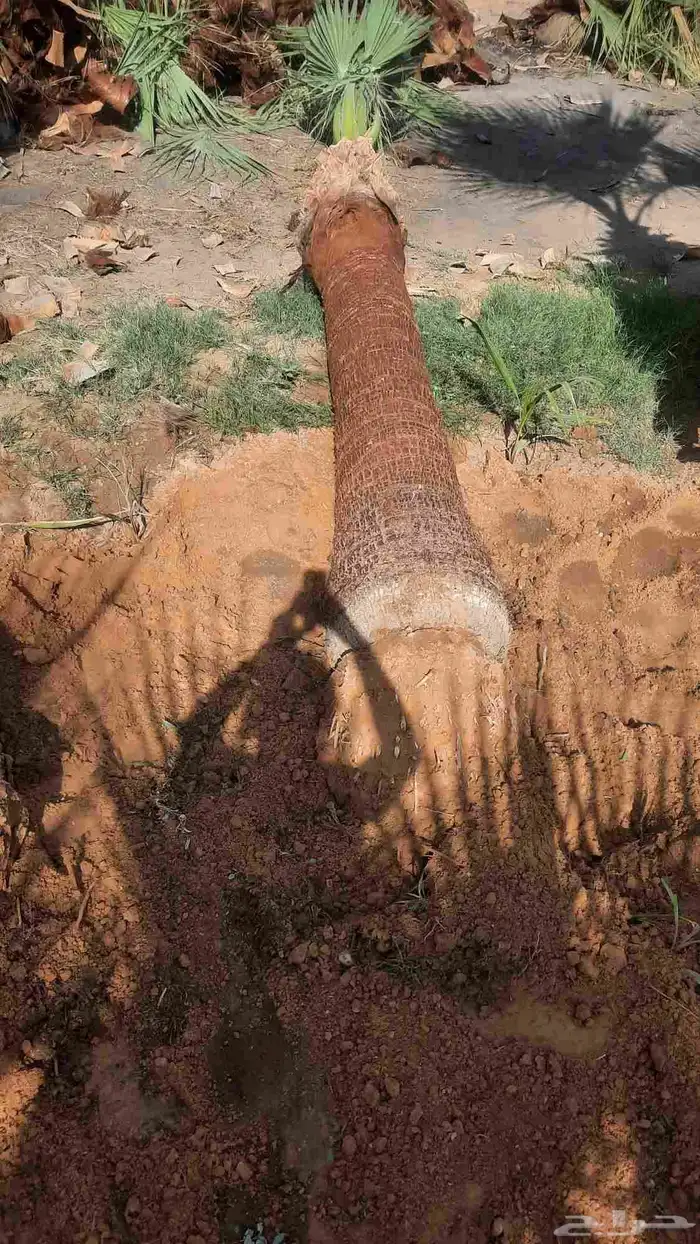 نخيل واشنطني أمريكي زينه 2