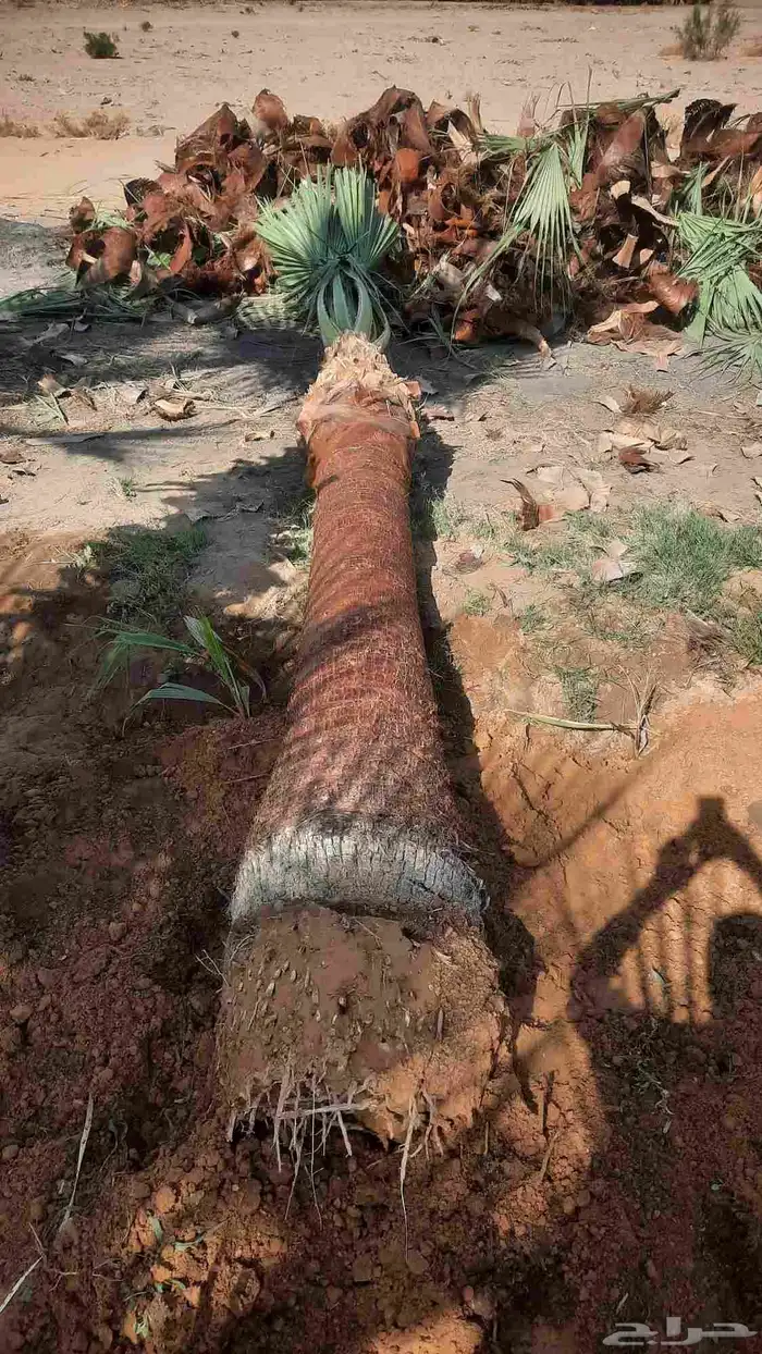 نخيل واشنطني أمريكي زينه 1