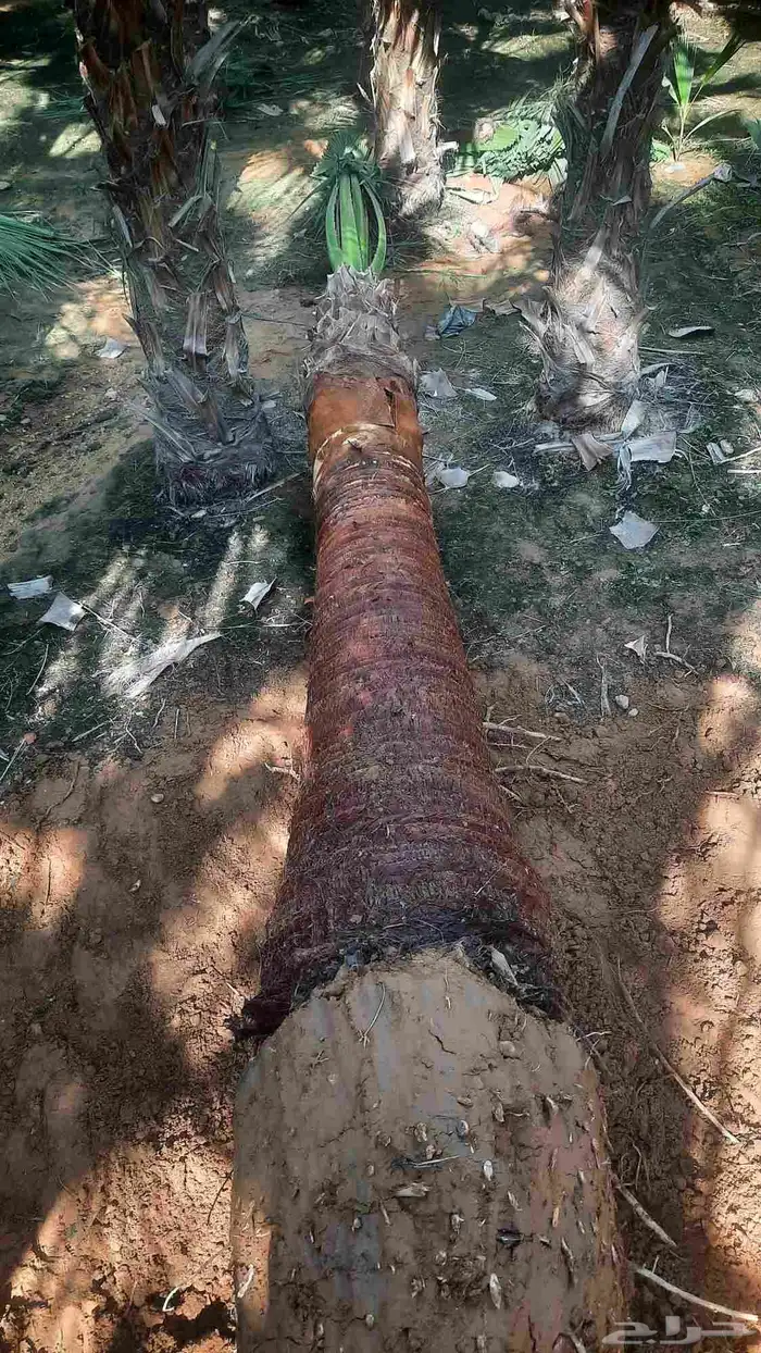 نخيل واشنطني أمريكي زينه 5