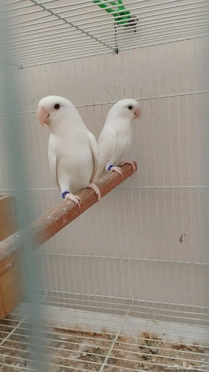 جوز روز البينو 1